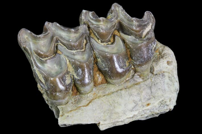 Oreodont Jaw Section With Teeth - South Dakota #81941